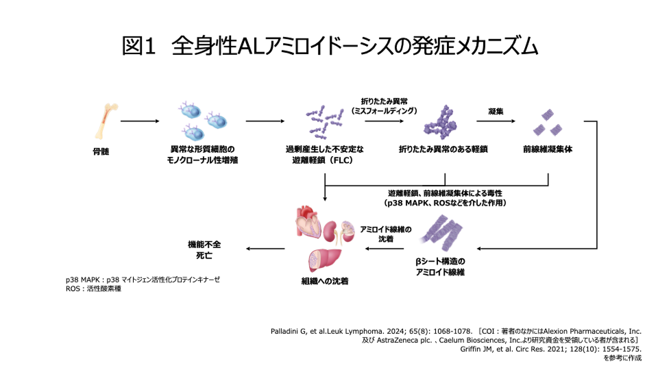 全身性ALアミロイドーシスの発症メカニズム