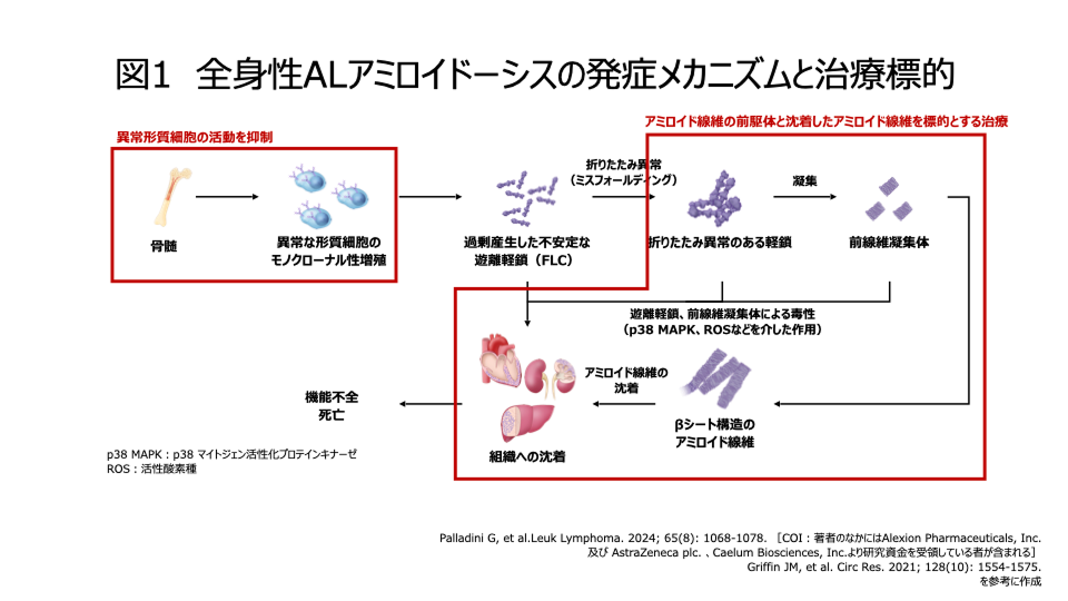 全身性ALアミロイドーシスの発症メカニズムと治療標的
