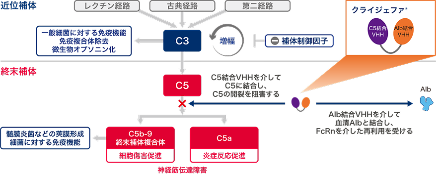 ボイデヤ®の作用機序