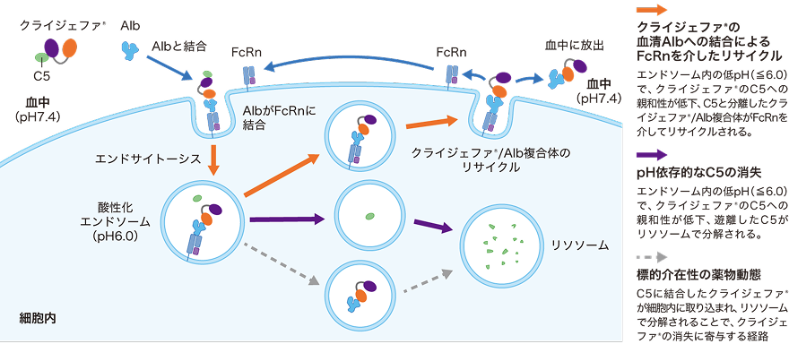 ボイデヤ®の作用機序